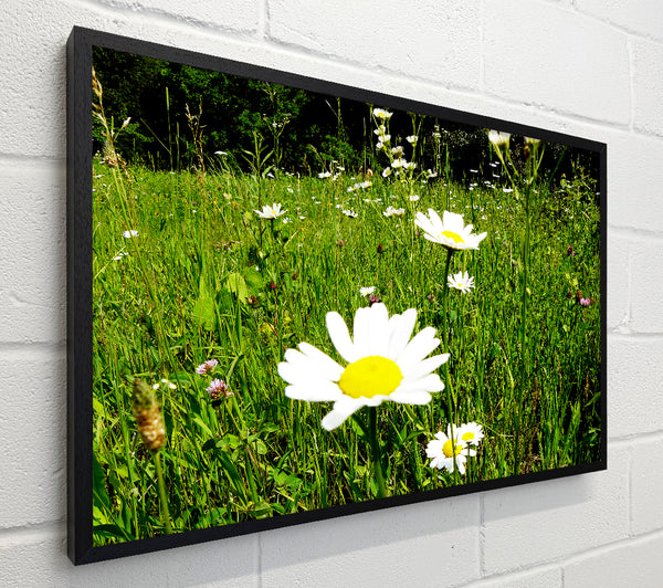 Daisy Field