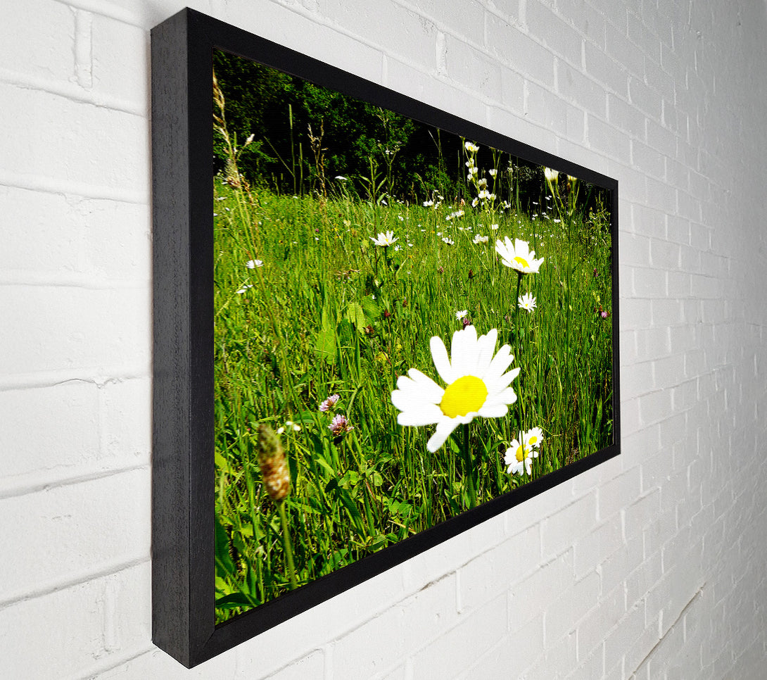 A Canvas Print of Daisy Field Canvas Art