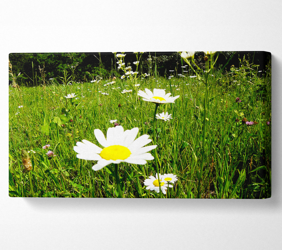 A Canvas Print of Daisy Field Canvas Art