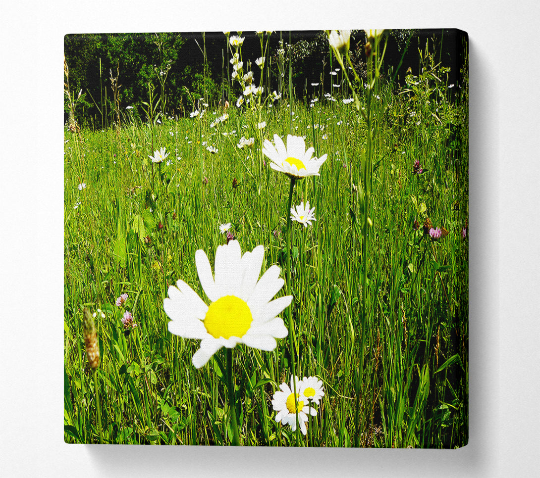  A Canvas Print of Daisy Field Canvas Art