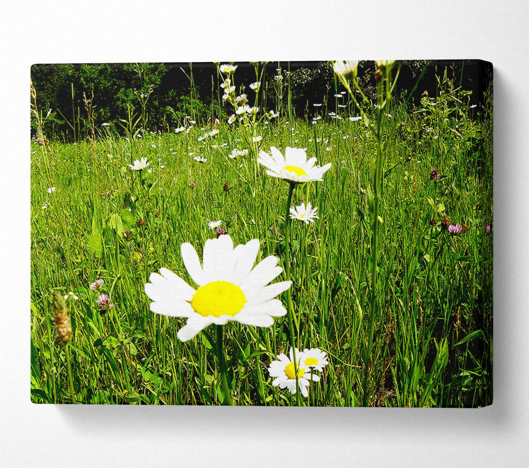  A Canvas Print of Daisy Field Canvas Art
