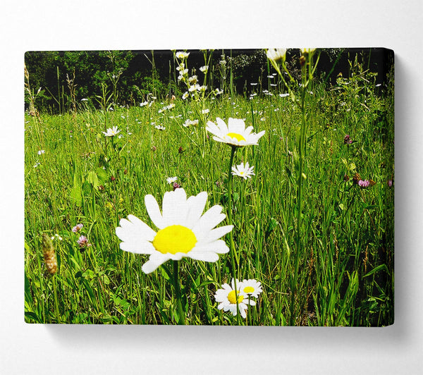  A Canvas Print of Daisy Field Canvas Art