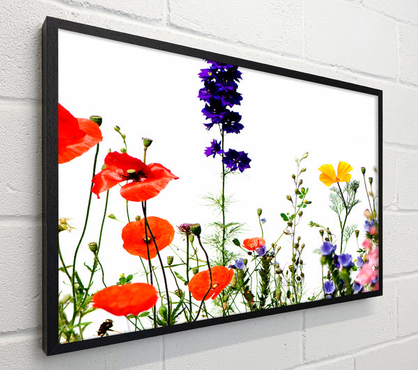 Wild Flower Garden In Bloom