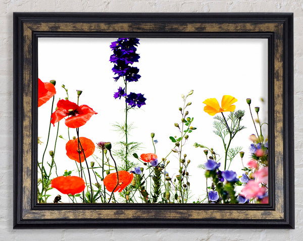 Wild Flower Garden In Bloom Framed Print