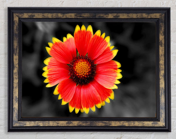 Colours Of The Sun Framed Print