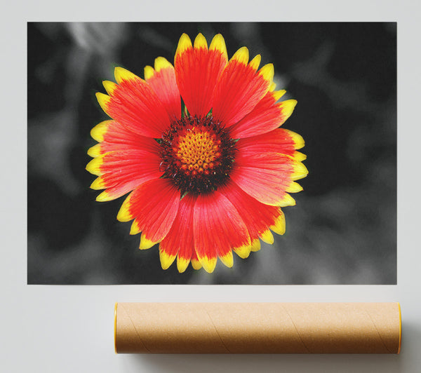 Colours Of The Sun Giclee Print