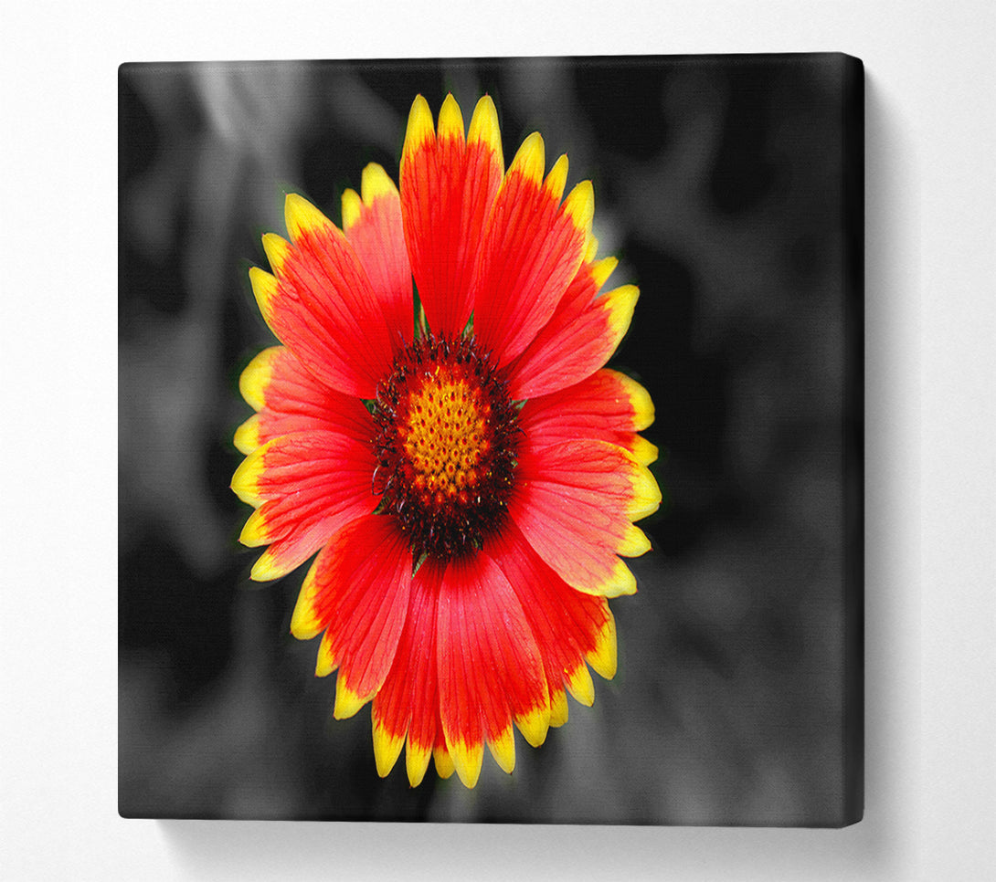  A Canvas Print of Colours Of The Sun Canvas Wall Art