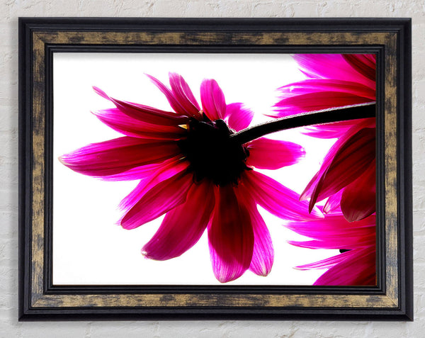 Stunning Pink Petals Bathed In Light Framed Print