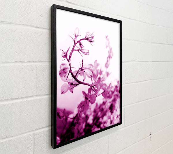 Cherry Blossom
