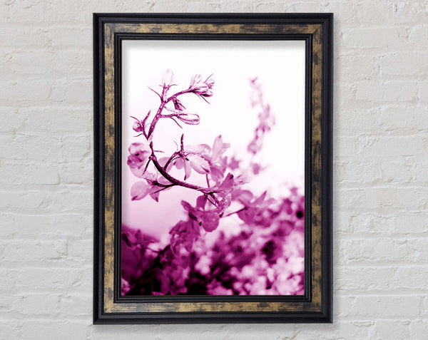 Cherry Blossom Framed Print