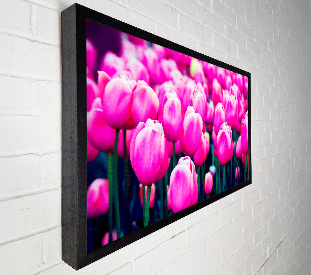 A Canvas Print of A Field Of Pink Tulips Canvas Print