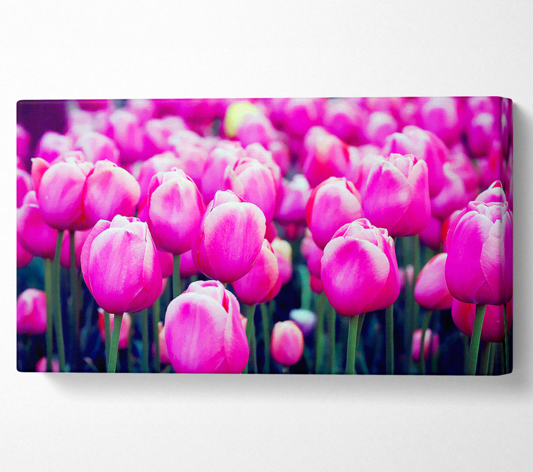  A Canvas Print of A Field Of Pink Tulips Canvas Print