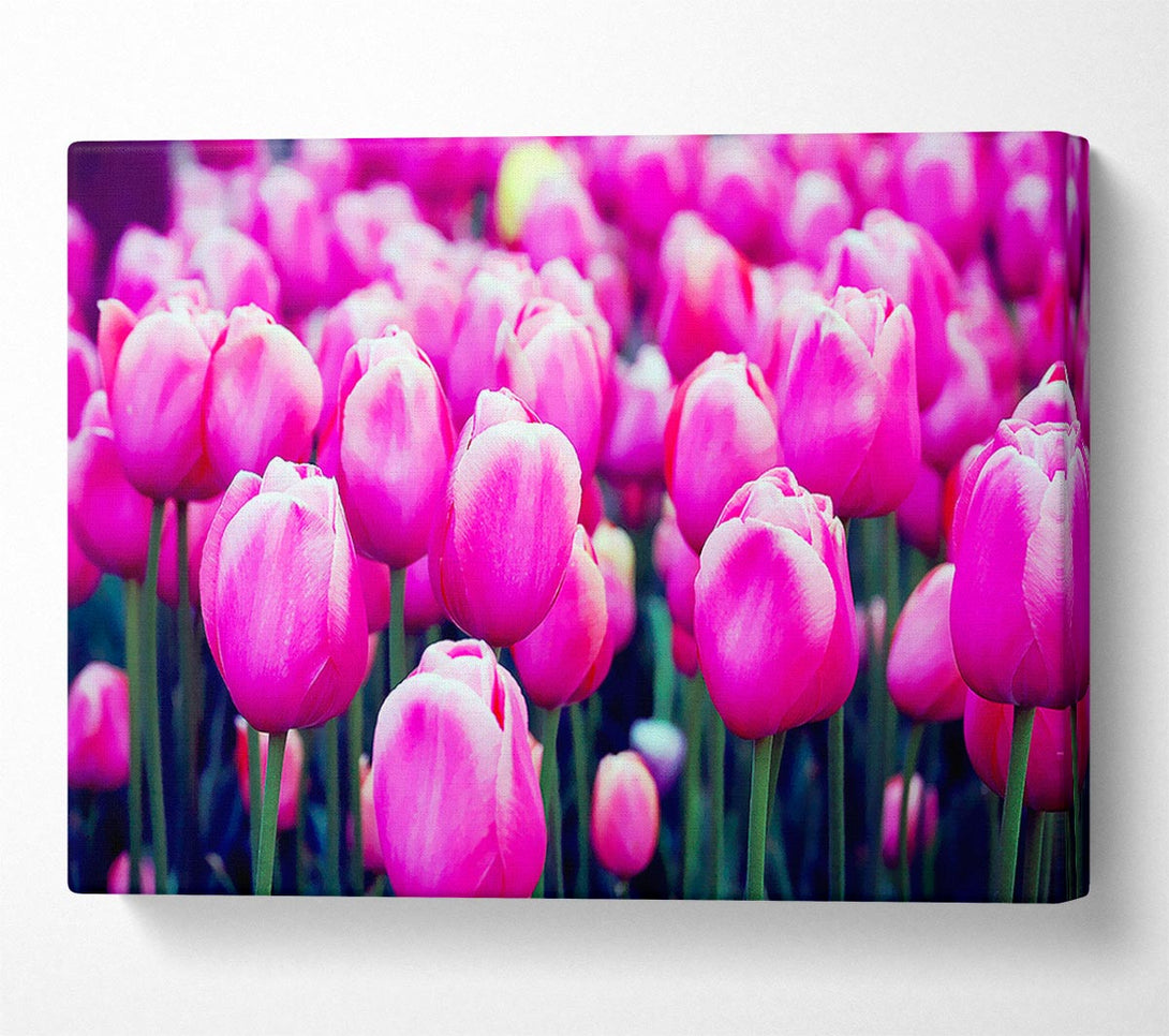  A Canvas Print of A Field Of Pink Tulips Canvas Print