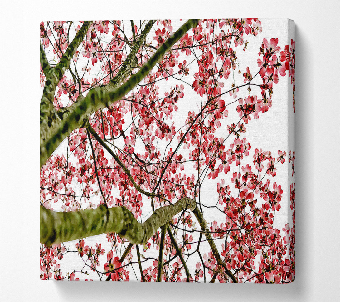  A Canvas Print of The Cherry Blossom Tree Canvas Art