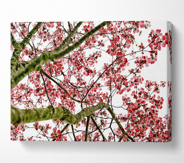  A Canvas Print of The Cherry Blossom Tree Canvas Art