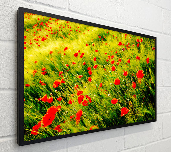 Wild Poppy Field