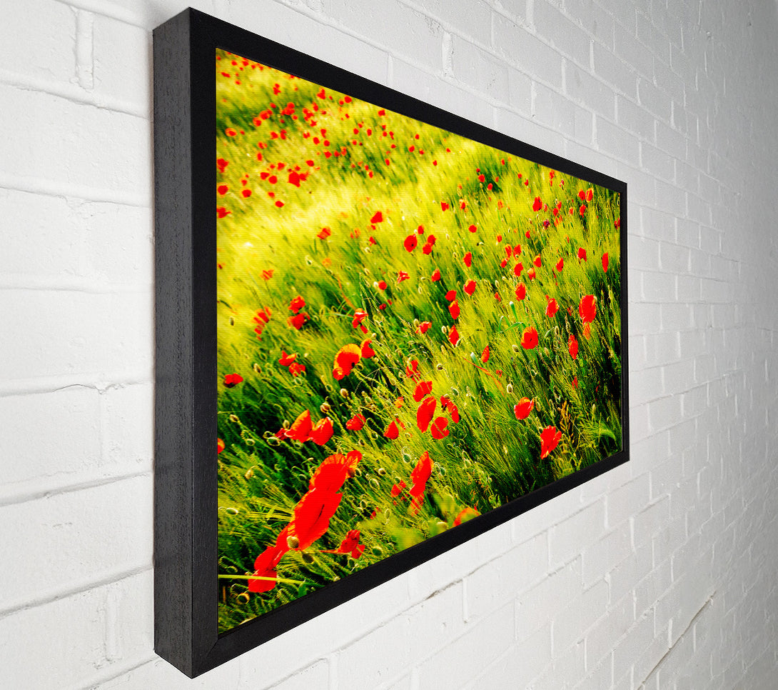  A Canvas Print of Wild Poppy Field Canvas Art
