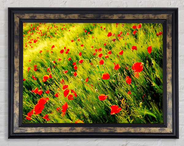 Wild Poppy Field Framed Print