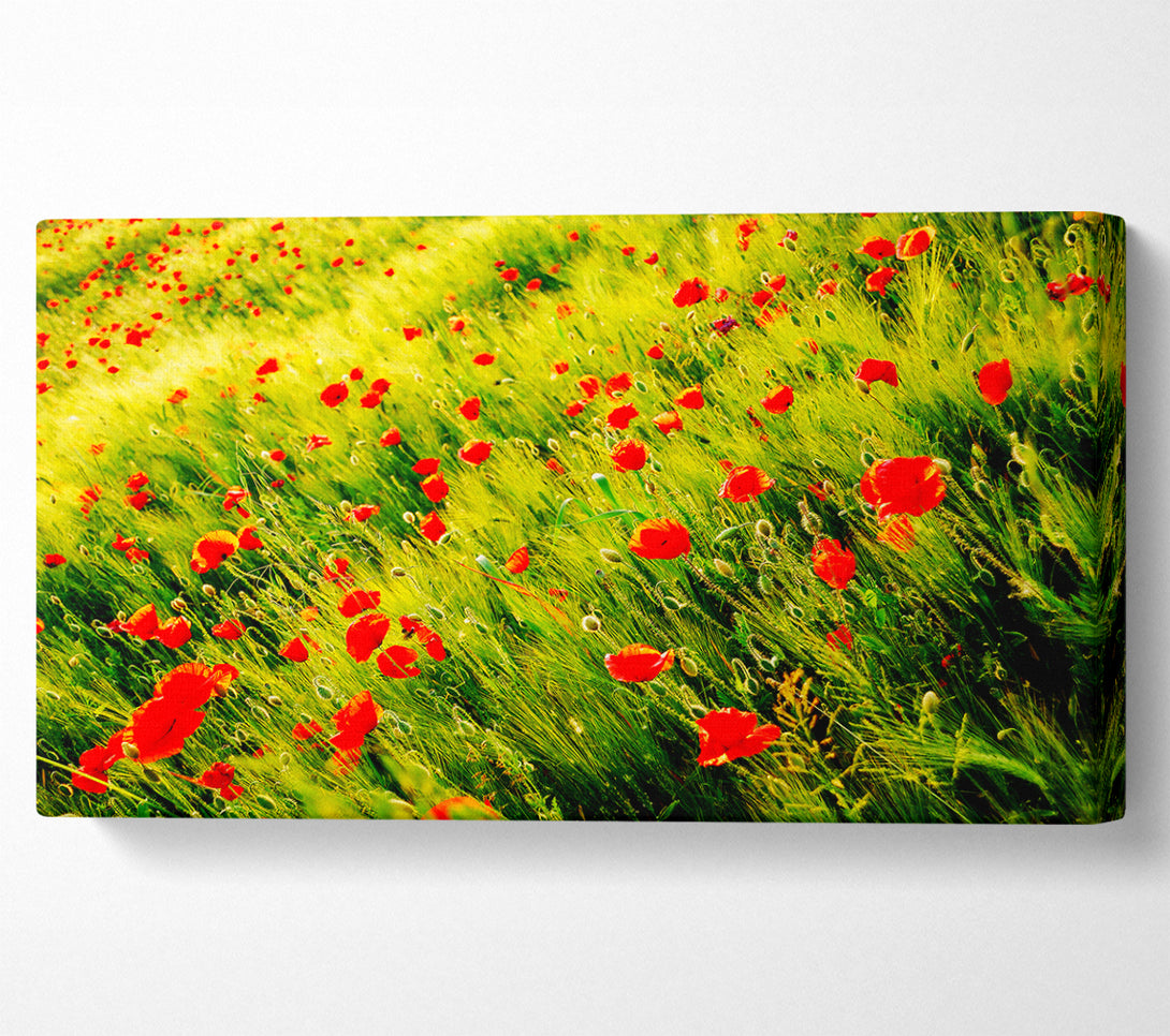  A Canvas Print of Wild Poppy Field Canvas Art