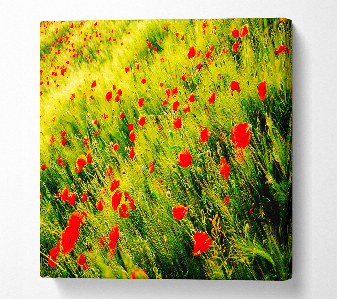  A Canvas Print of Wild Poppy Field Canvas Art