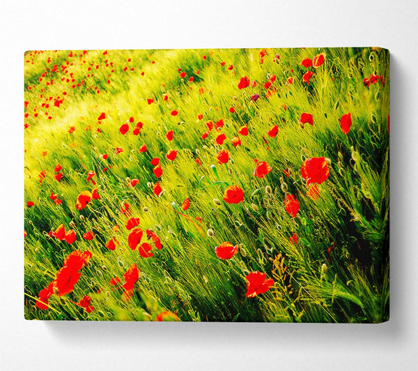  A Canvas Print of Wild Poppy Field Canvas Art