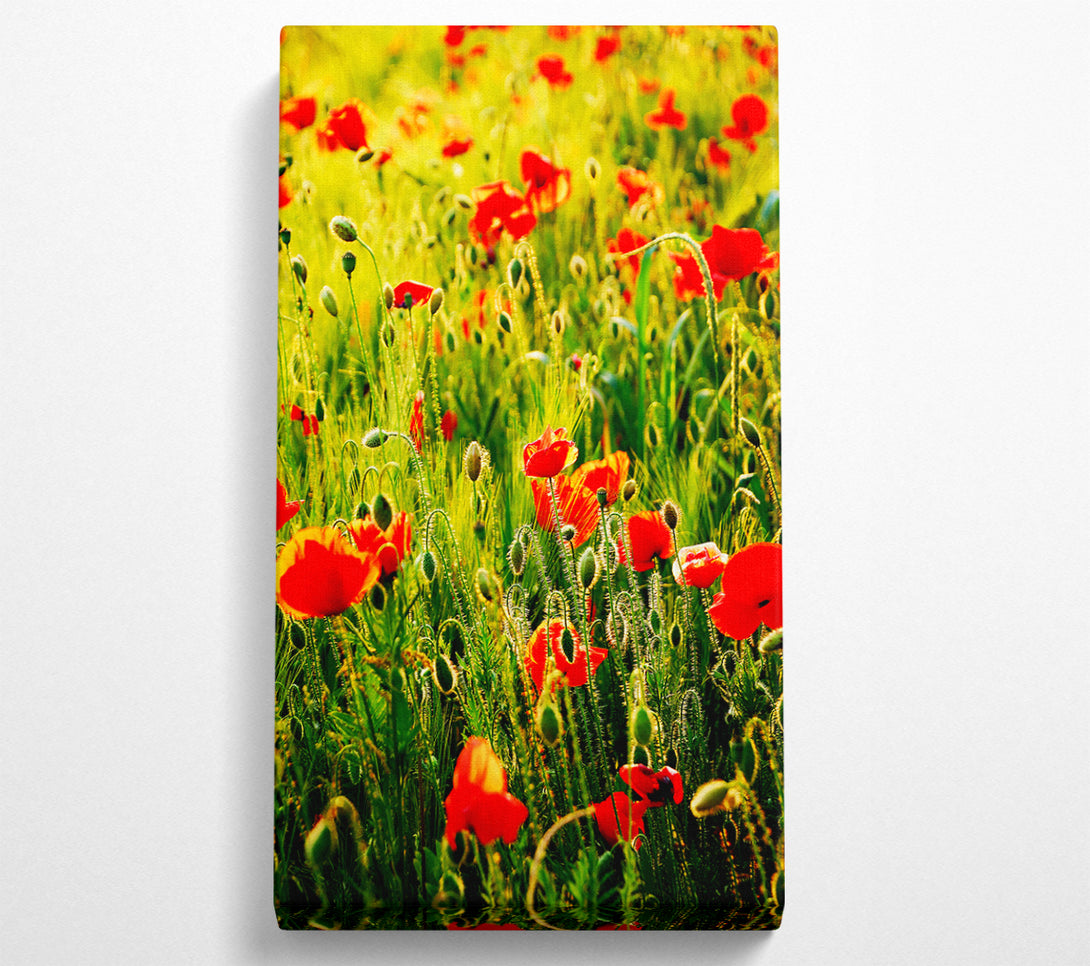  A Canvas Print of Poppy Field Sunlight Canvas Print