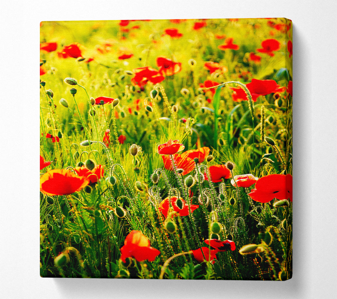  A Canvas Print of Poppy Field Sunlight Canvas Print