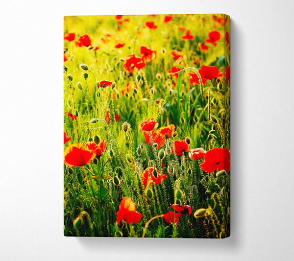 A Canvas Print of Poppy Field Sunlight Canvas Print