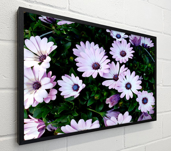 White Pink Baby Daisies