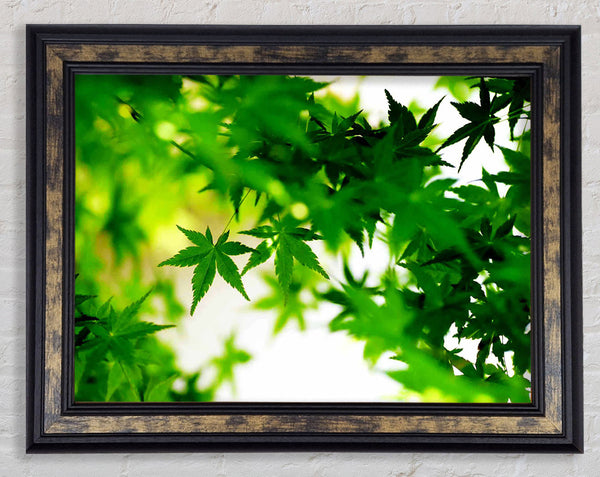 Green Leaves Bathed In Sunlight Framed Print