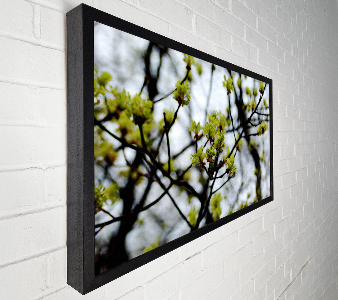  A Canvas Print of The First Signs Of Spring Canvas Art