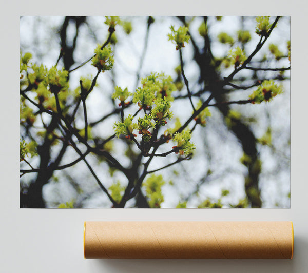 The First Signs Of Spring Giclee Print