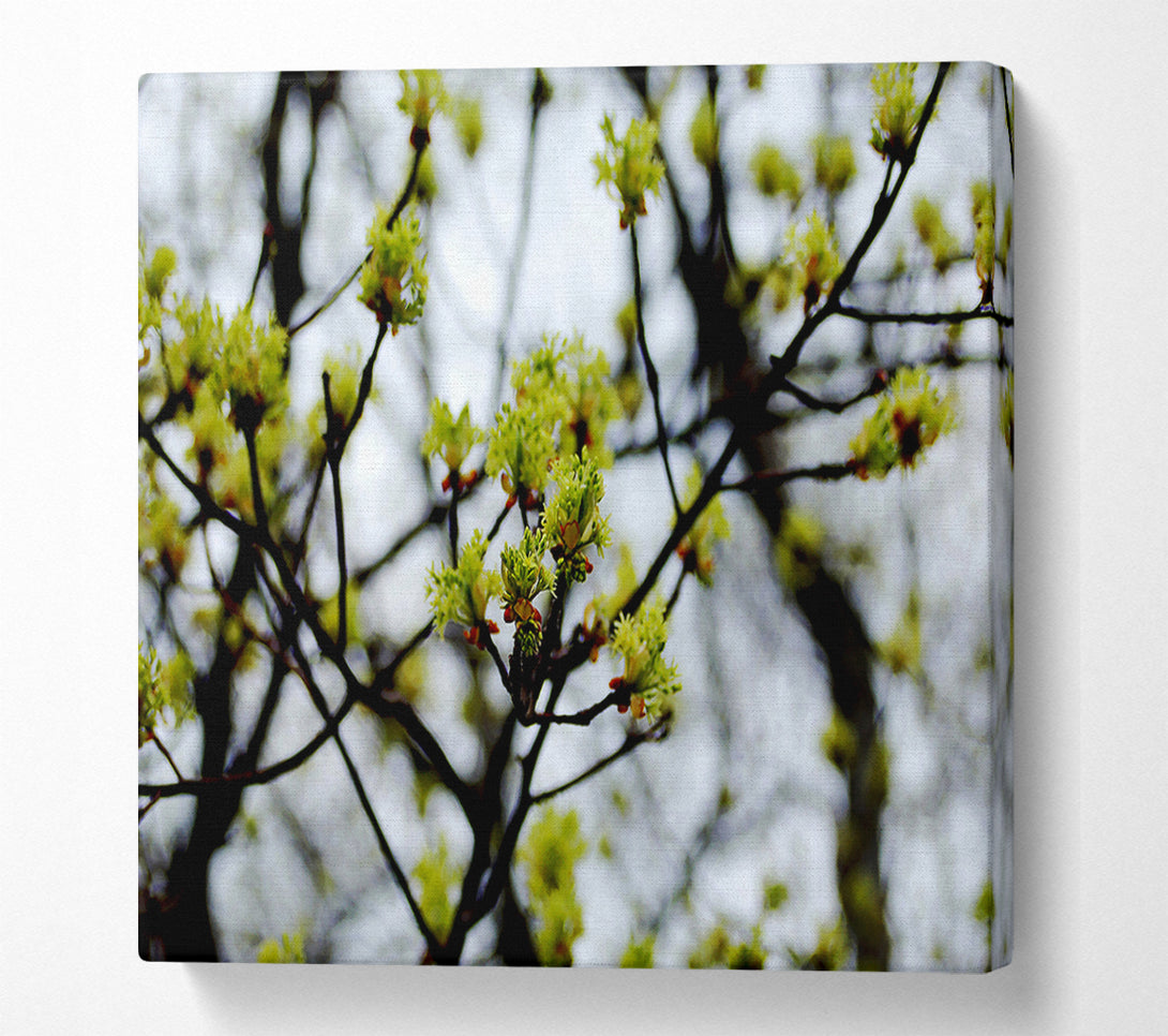  A Canvas Print of The First Signs Of Spring Canvas Art