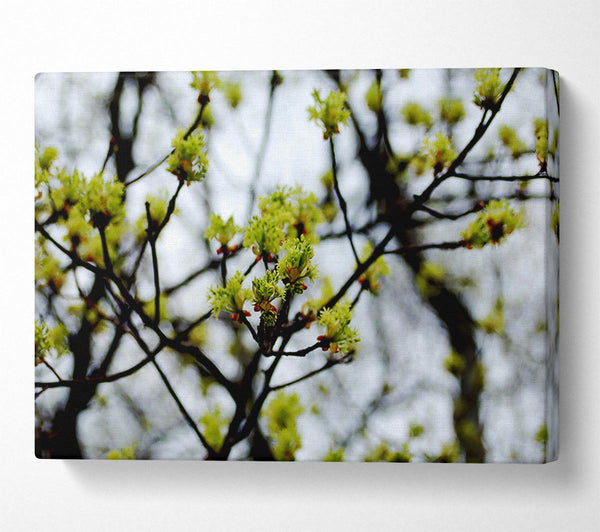  A Canvas Print of The First Signs Of Spring Canvas Art