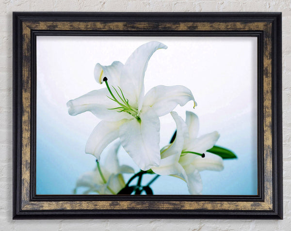 White Flowers In Bloom On Baby Blue Framed Print