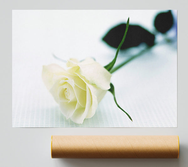 Single White Rose Giclee Print