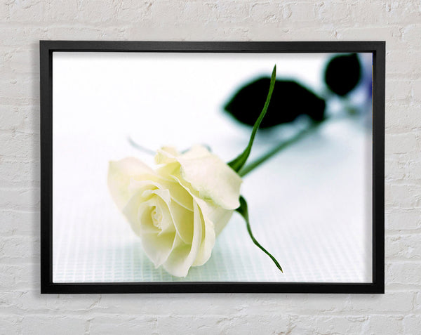 Einzelne weiße Rose