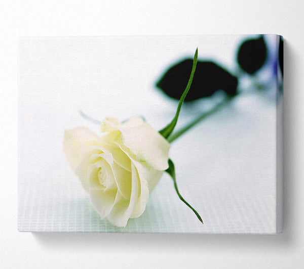  A Canvas Print of Single White Rose Canvas Wall Art