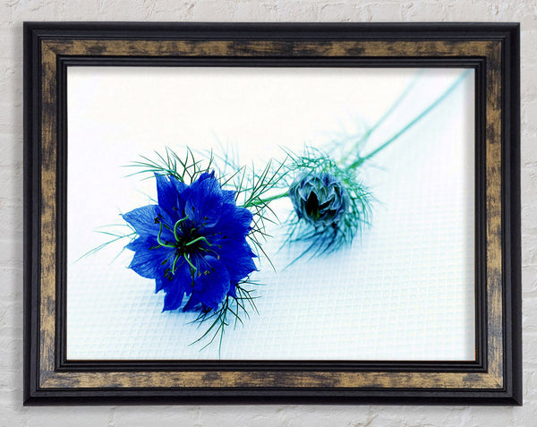 Blue Passion Framed Print