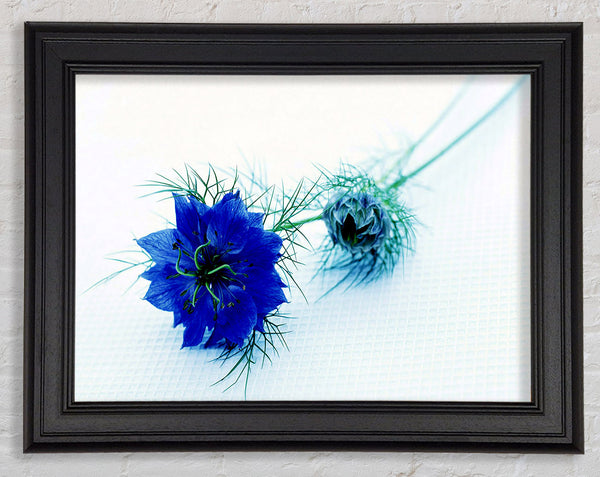 Blaue Leidenschaft
