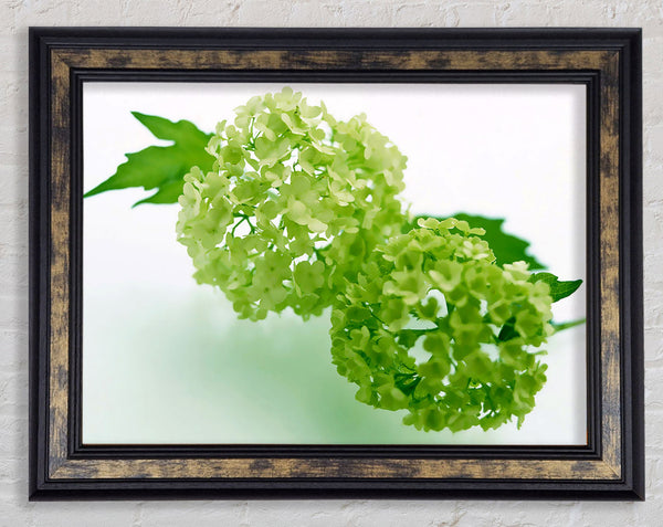 Green Rhododendron Framed Print