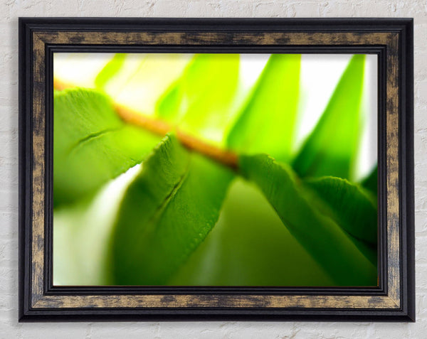 Green Leaves Close-Up Framed Print
