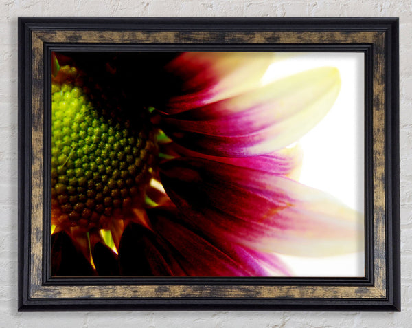 Petal Detail Framed Print