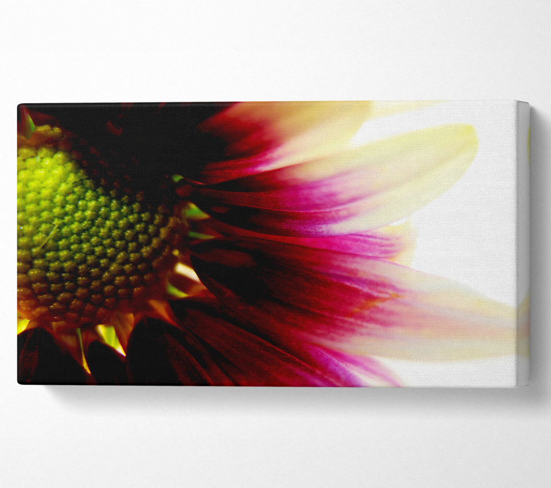  A Canvas Print of Petal Detail Canvas Art