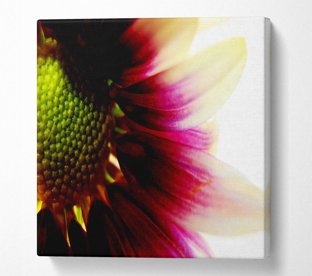  A Canvas Print of Petal Detail Canvas Art