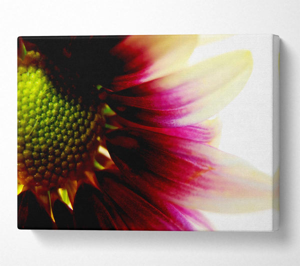  A Canvas Print of Petal Detail Canvas Art