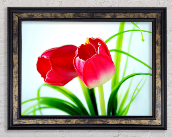 Pink Tulip Duo Framed Print
