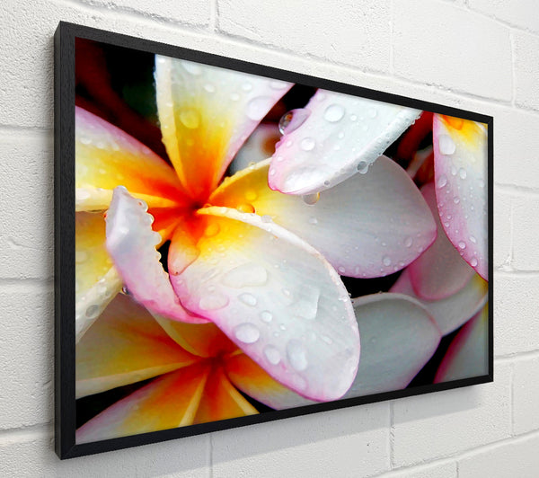 White Petal Dewdrop