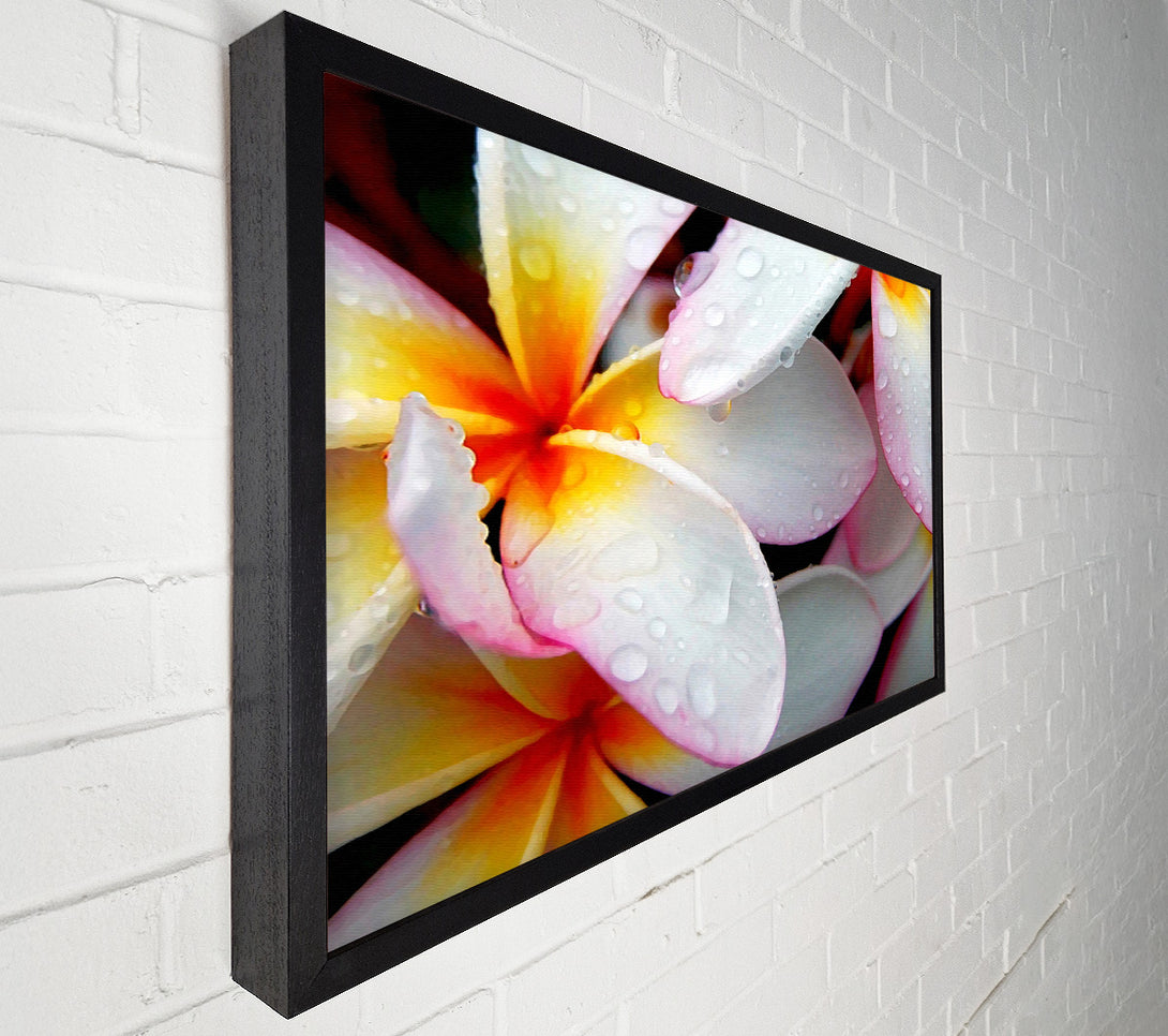  A Canvas Print of White Petal Dewdrop Canvas Print