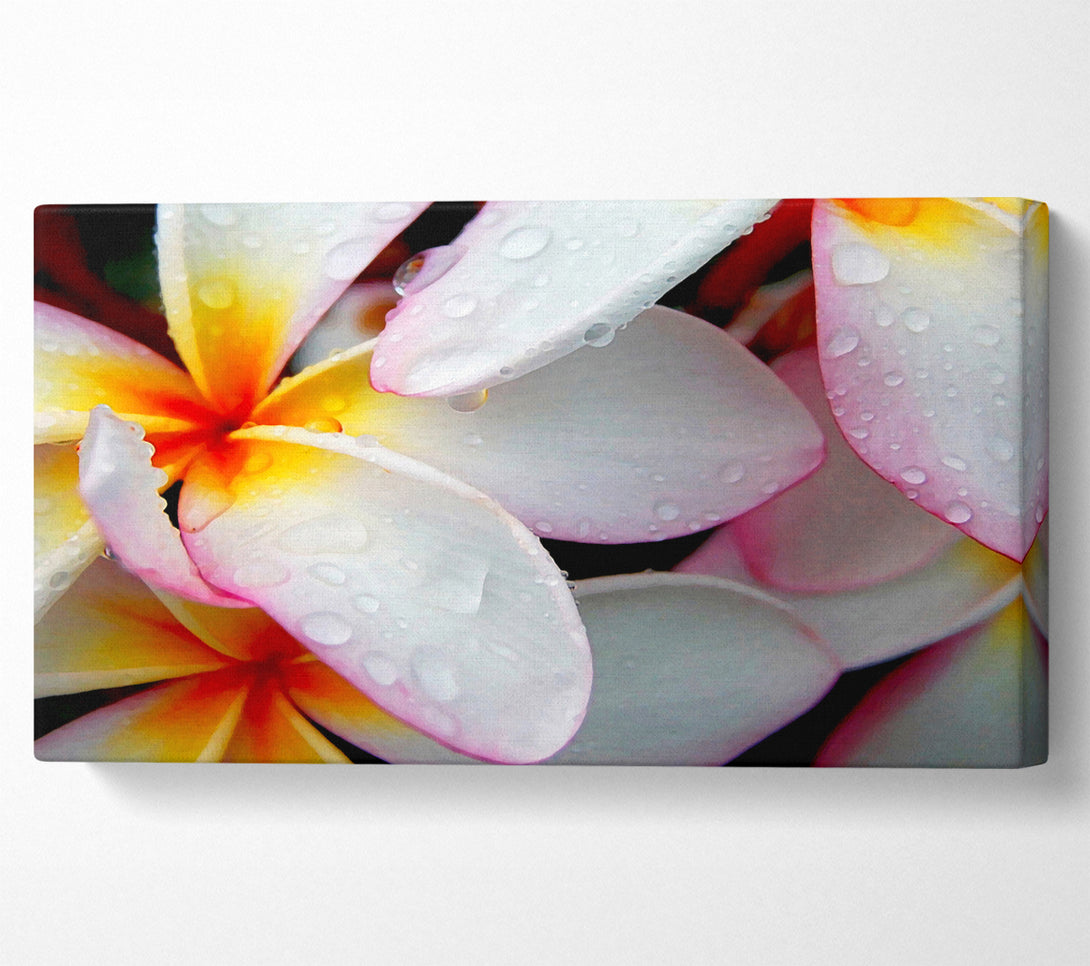  A Canvas Print of White Petal Dewdrop Canvas Print